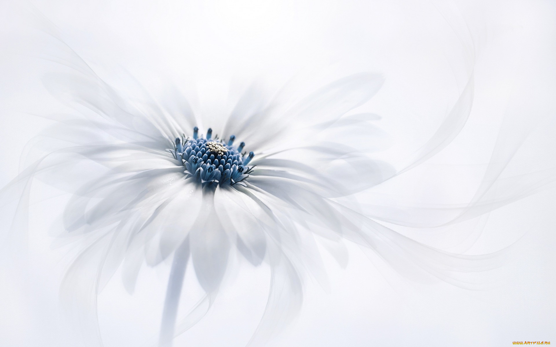 ,  , osteospermum, , , , 